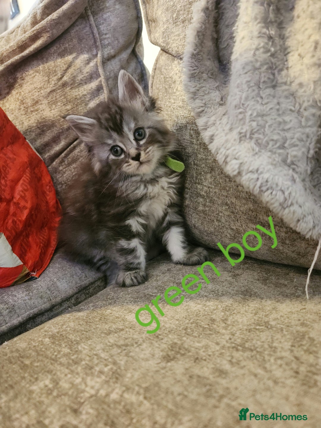 Maine Coon cats for sale: Pure Maine coon kittens - Advert 3