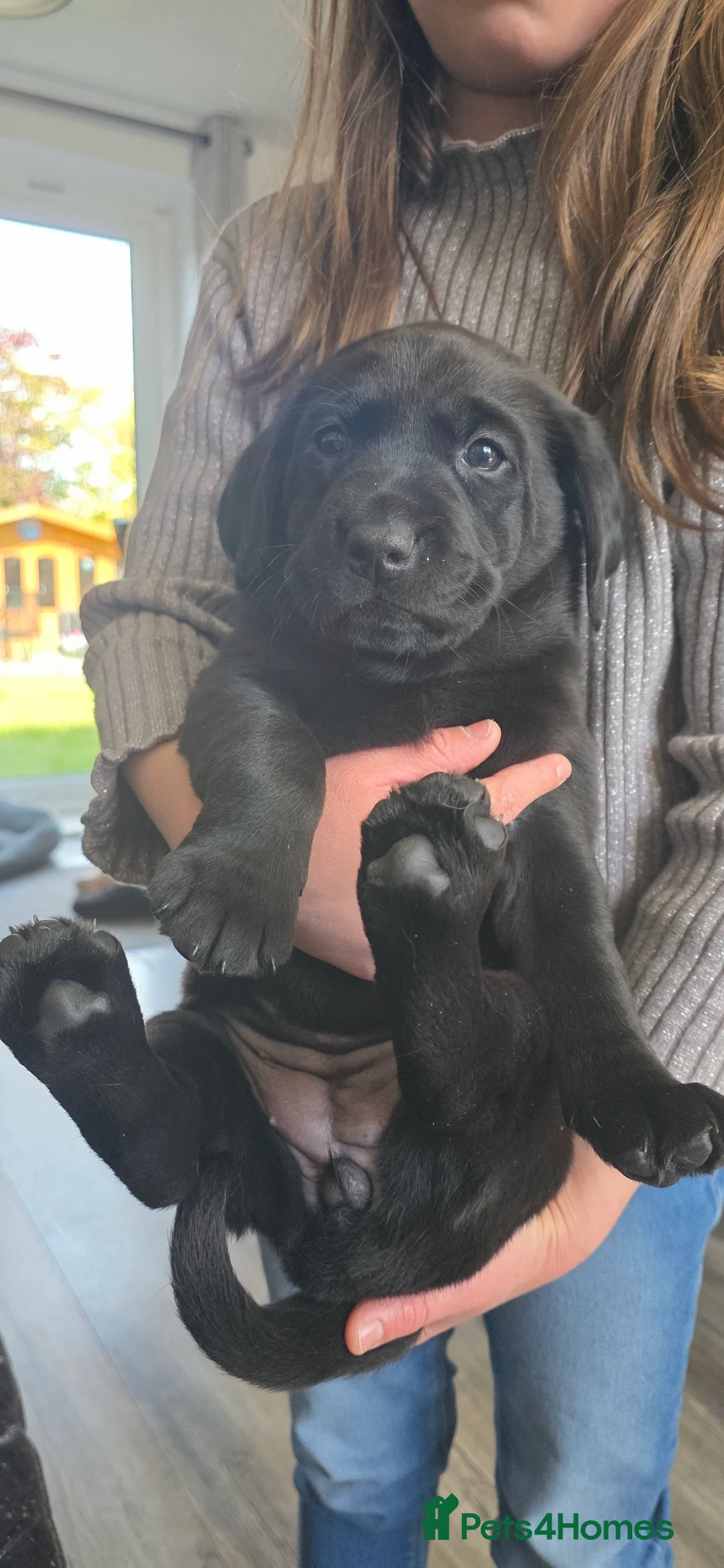 Labrador Retriever dogs for sale: Beautiful  KC register Femal puppy - Advert 2