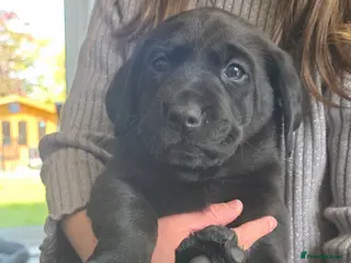 Labrador Retriever dogs Beautiful KC register Female puppy - Advert 4