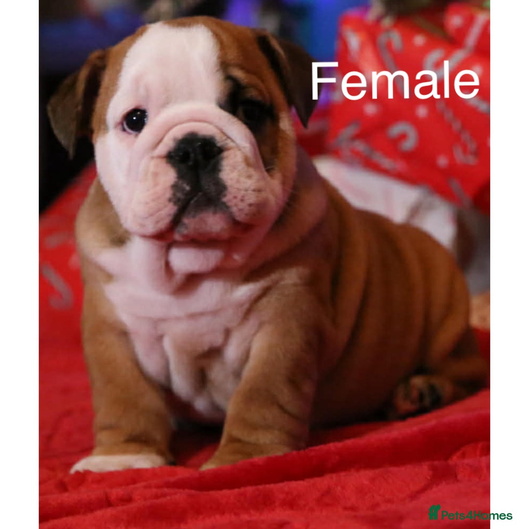English Bulldog dogs for sale: Traditional English Bulldog puppies  - Advert 7