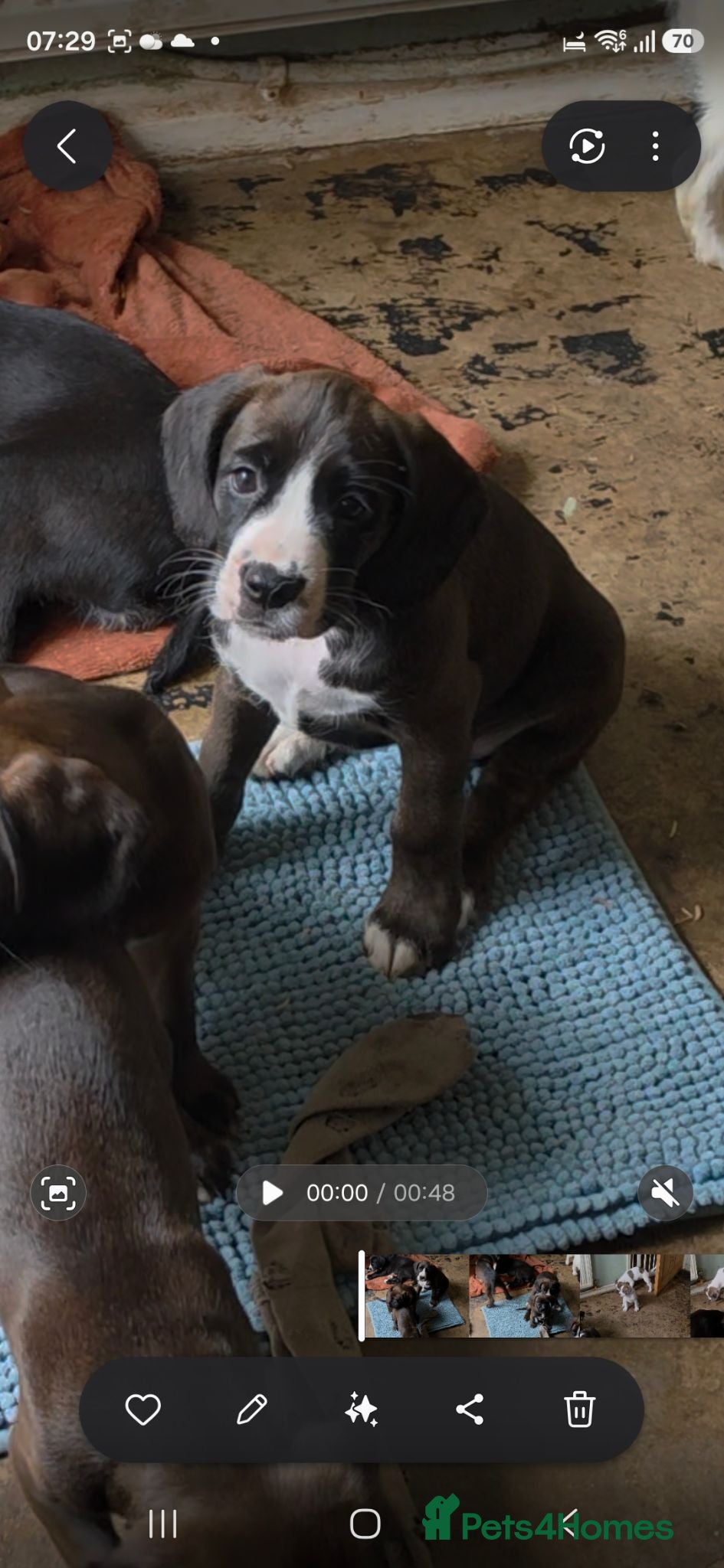 Mixed Breed dogs ADORABLE Boxer x puppies - Advert 18