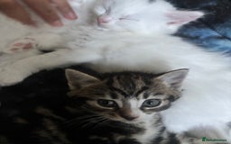 British Longhair cats for sale: 2 kittens and 1 young cat for sale!! - Image 7