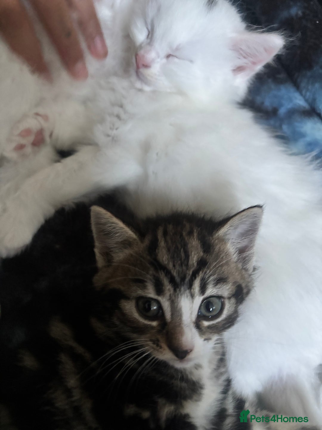 British Longhair cats for sale: 2 kittens and 1 young cat for sale!! - Image 7