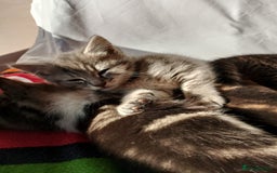British Longhair cats for sale: Fluffy BLH Kittens Looking for Loving Homes - Advert 5