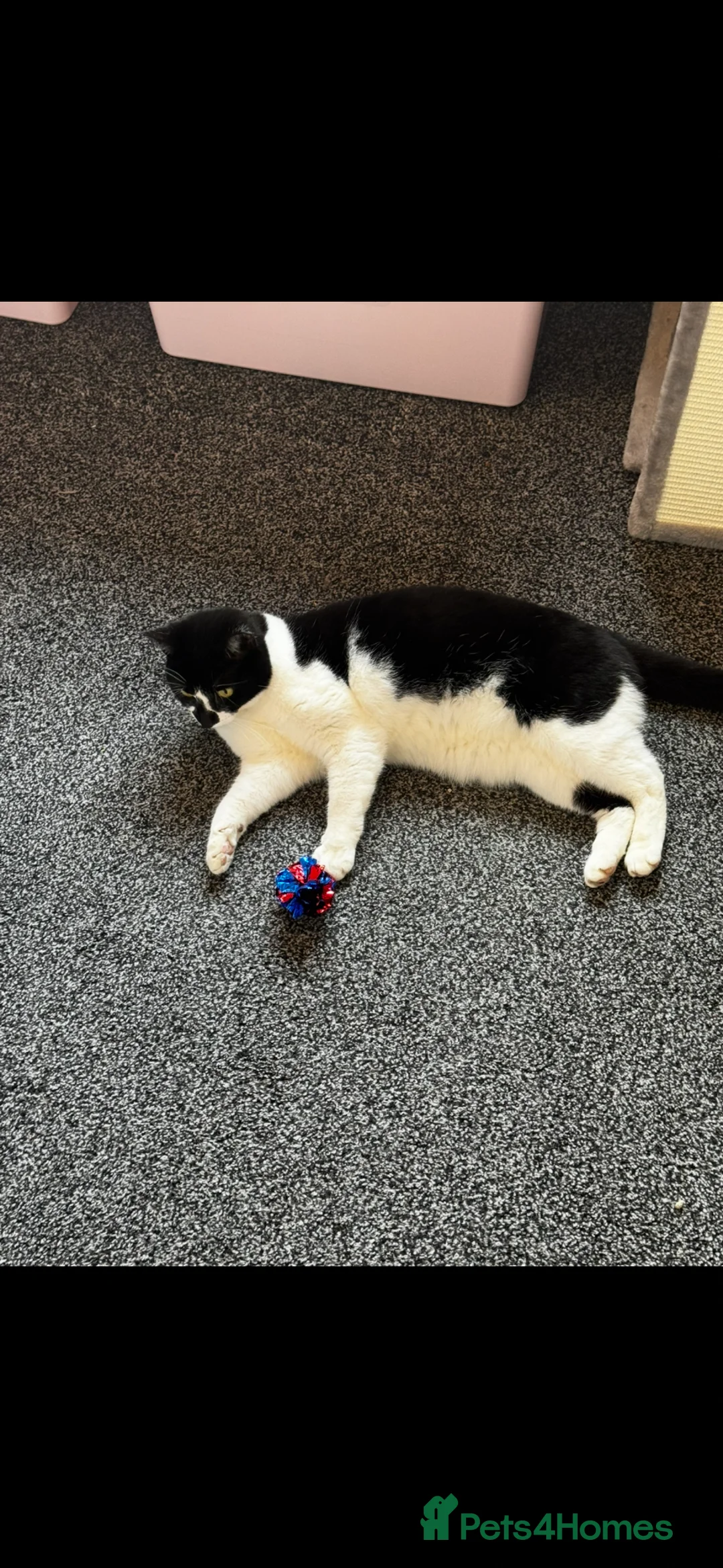 Domestic Shorthair cats for sale: REHOMING cat free - Advert 2