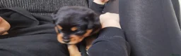 Rottweiler dogs for sale: ROTTWEILER PUPS- ALL RESERVED  - Advert 6