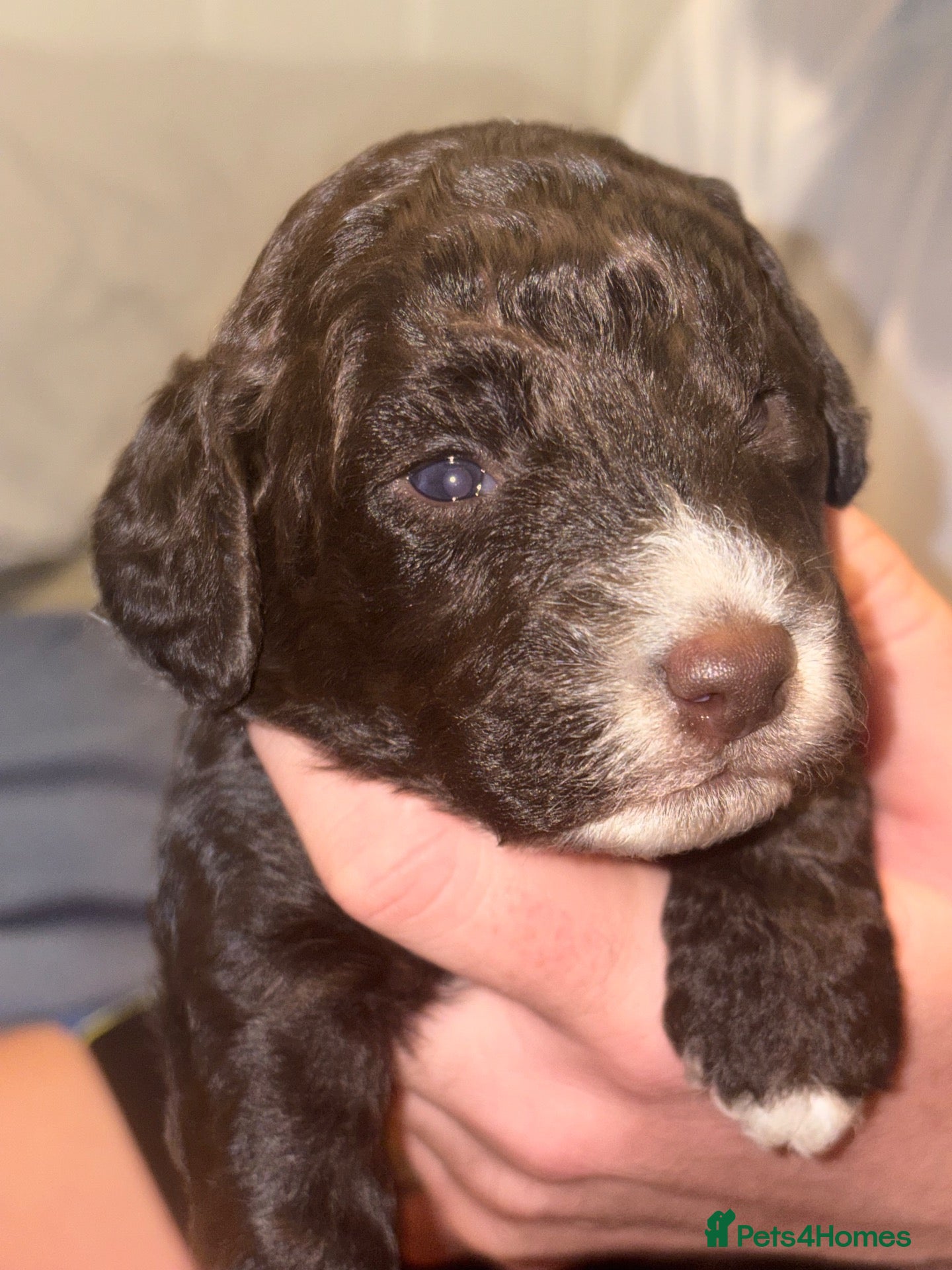 Cockapoo dogs **LAST LITTLE CHOCOLATE COCKAPOO** - Advert 10