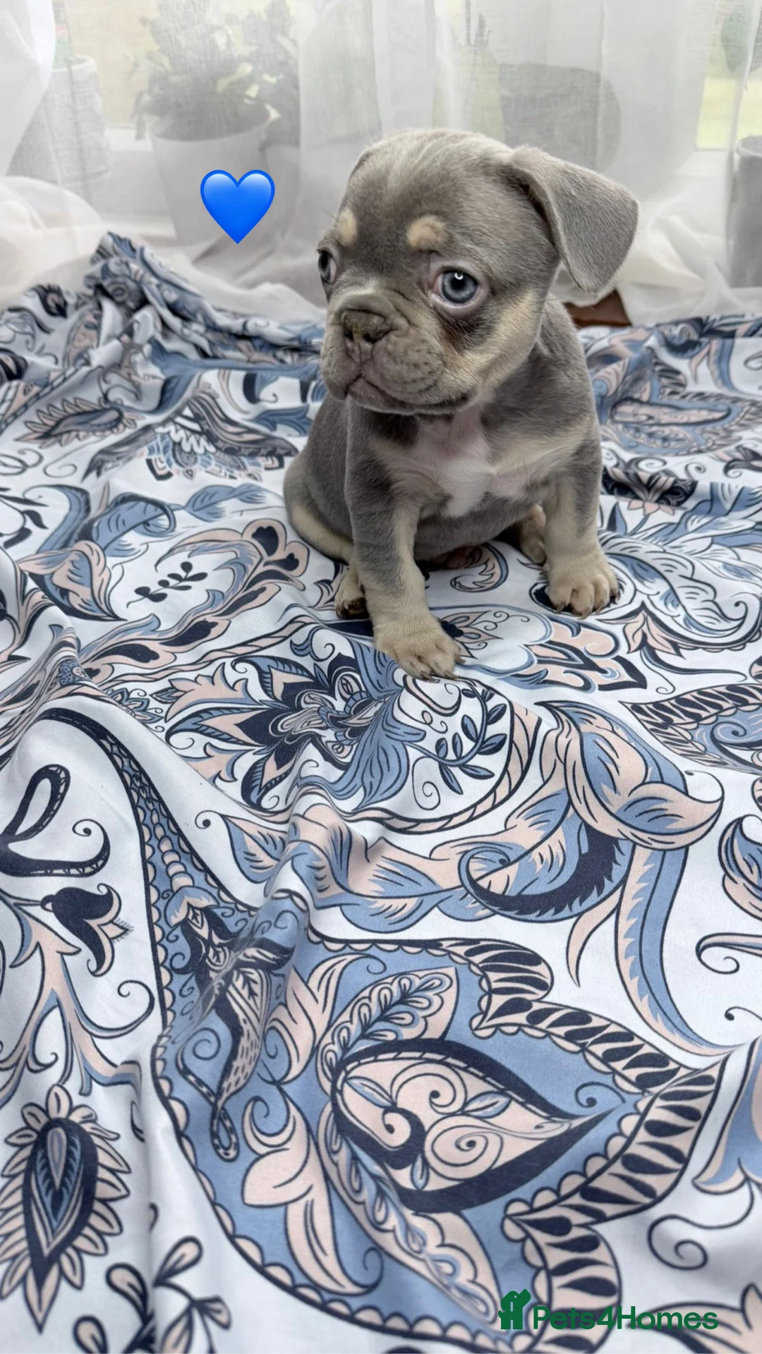 French Bulldog dogs for sale: FrenchBulldog Puppies Ready forTheirForeverHomes🐾 - Advert 9