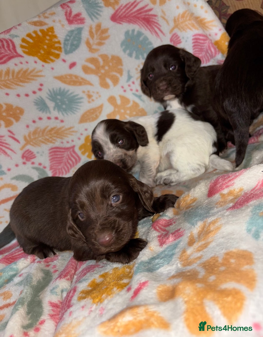 Cocker Spaniel dogs for sale: Cocker spaniel puppies - Advert 3