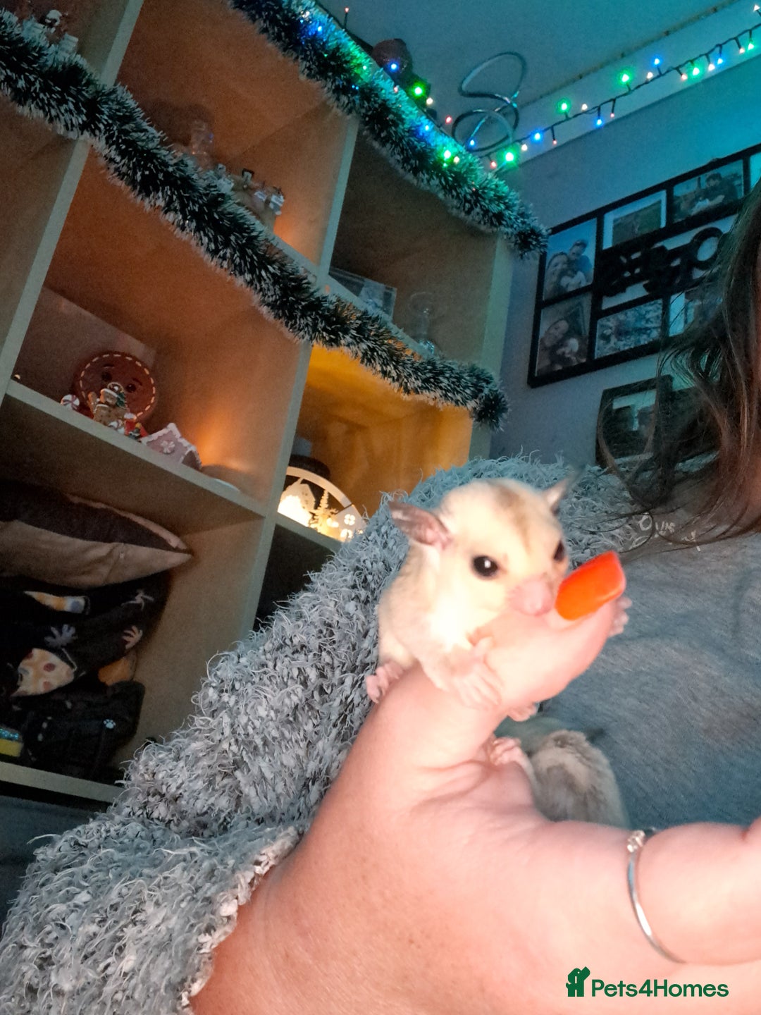 Sugar Glider rodents for sale: Female Platinum het Leucistic Sugar Glider Joeys - Advert 5