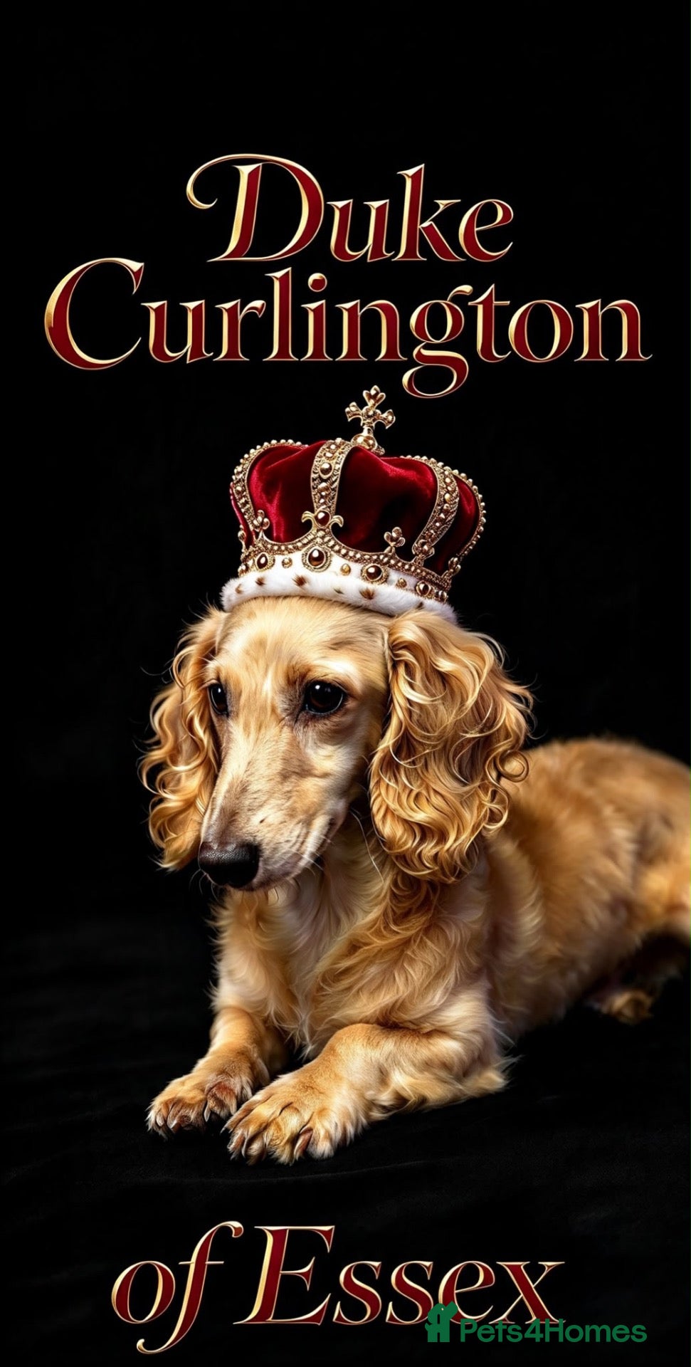 Miniature Dachshund dogs Meet the new boy ! DUKE  - Advert 1