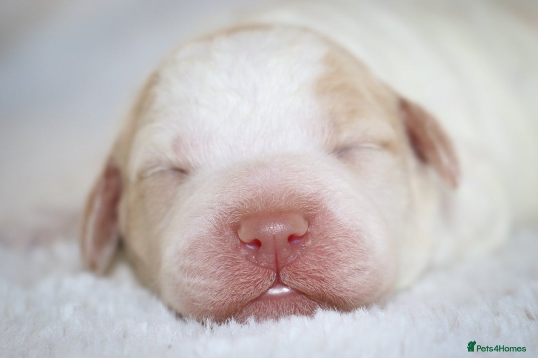 Lagotto Romagnolo dogs for sale: *READY NOW*10 WKS OLD* KC Reg Full Health Tested - Advert 15