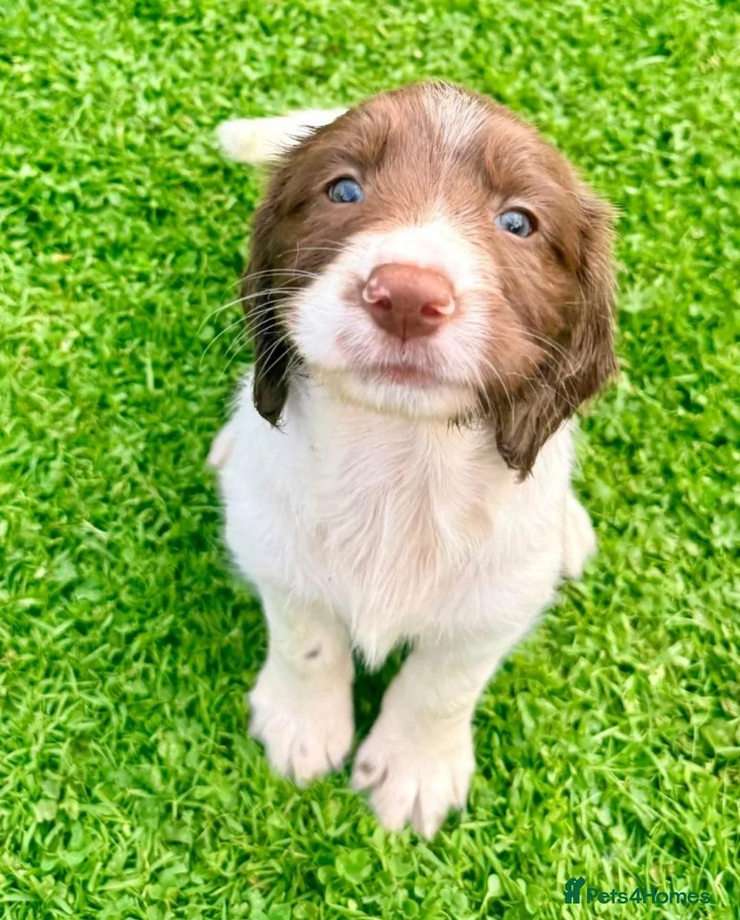 English Springer Spaniel dogs for sale: Beautiful Springer Spaniel Girls  in London - Advert 2