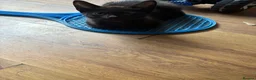 Mixed Breed cats for sale: Kittens looking for a forever home - Advert 26