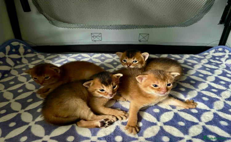 Abyssinian cats - Advert 2