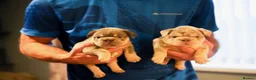 French Bulldog dogs for sale: Fluffy  **  French Bulldogs Puppy - Advert 27
