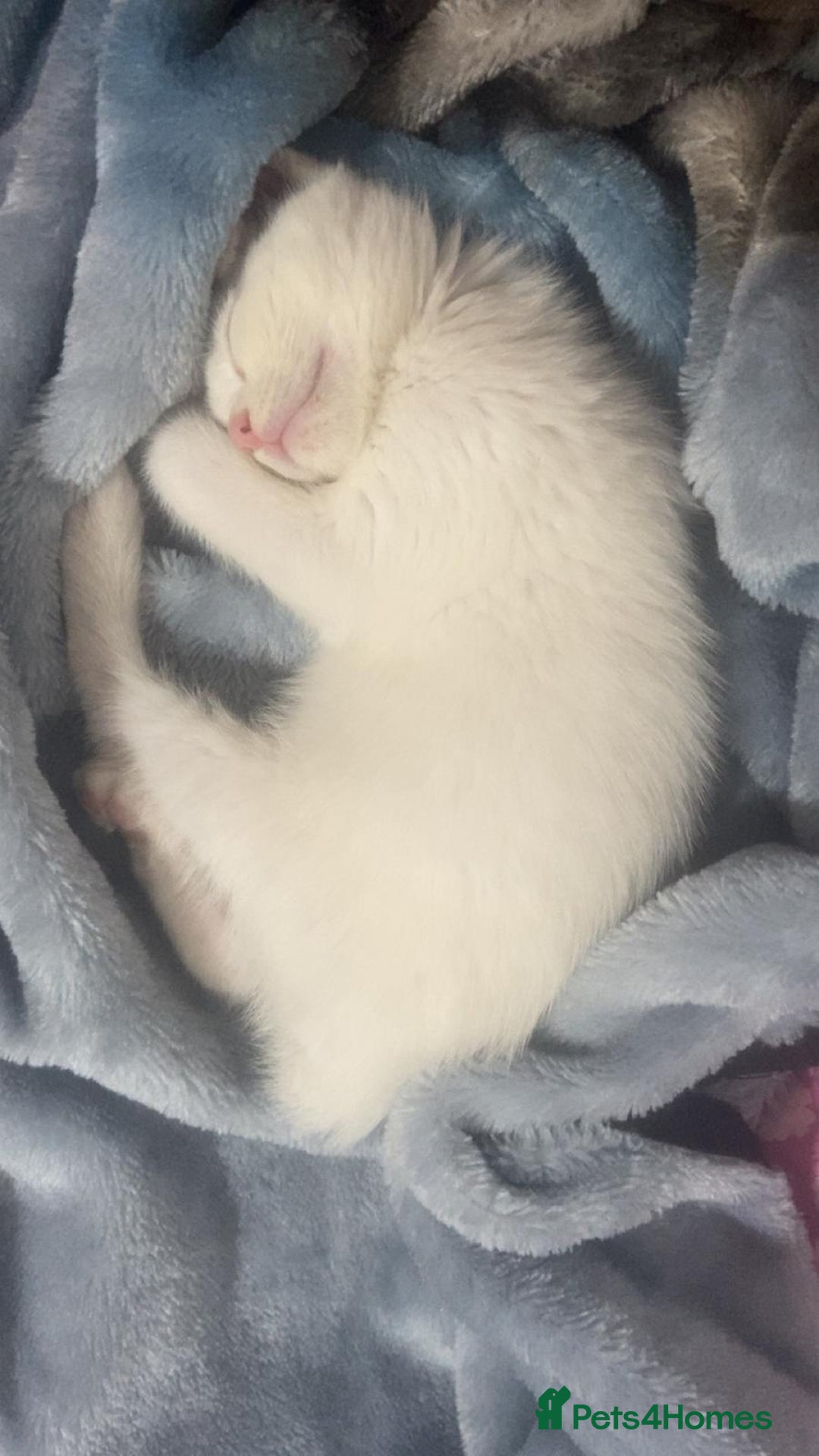 Mixed Breed cats for sale: 3 Stunning female kittens ready for their new home - Advert 14