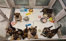 German Shepherd dogs for sale: 🐾Adorable 8-Week-Old German shepherd puppies🐾 - Image 24