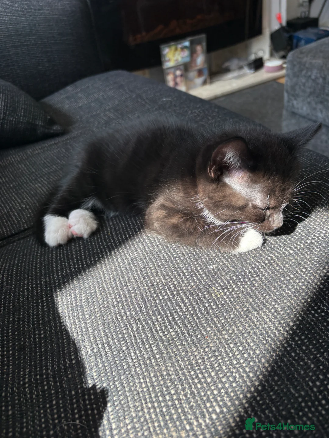 British Shorthair cats for sale: Black and white kittens - Advert 1