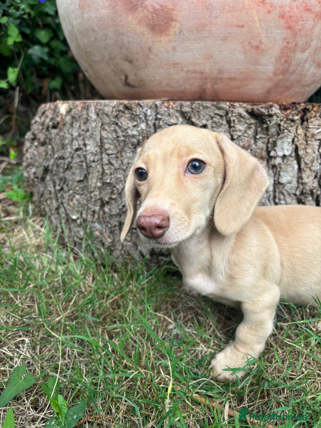 Miniature Dachshund dogs for sale: Miniature smooth haired cream dachshund. PRA/KC  - Image 4