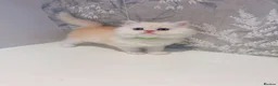 Persian cats for sale: 🐾 Stunning Pure Persian Kittens – Simba & Kovu 🐾 - Advert 24