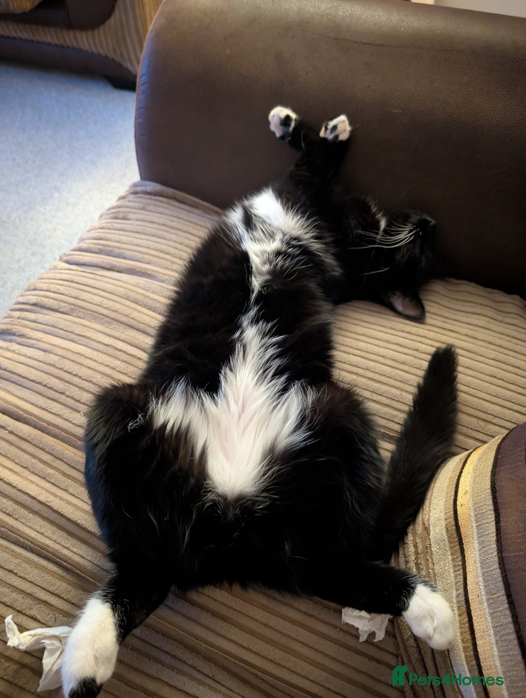 British Shorthair cats for sale: 2 year old black and white cat - Image 4