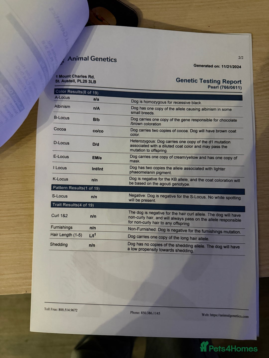 French Bulldog dogs for sale: Pearl, petite French bulldog with perfect heart - Advert 5