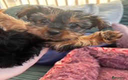 Yorkshire Terrier dogs for sale: Stunning Yorkshire terriers - Image 17