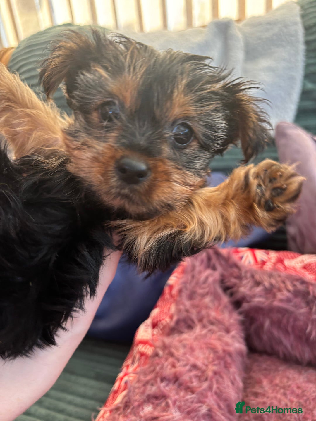 Yorkshire Terrier dogs for sale: Stunning Yorkshire terriers - Image 17
