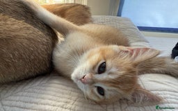 British Shorthair cats for sale: Ready pure AY12, NY12 Corin BSH  - Image 6