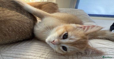 British Shorthair cats - Advert 11