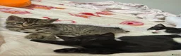 Mixed Breed cats for sale: 2 gorgeous tabby kittens - Advert 4