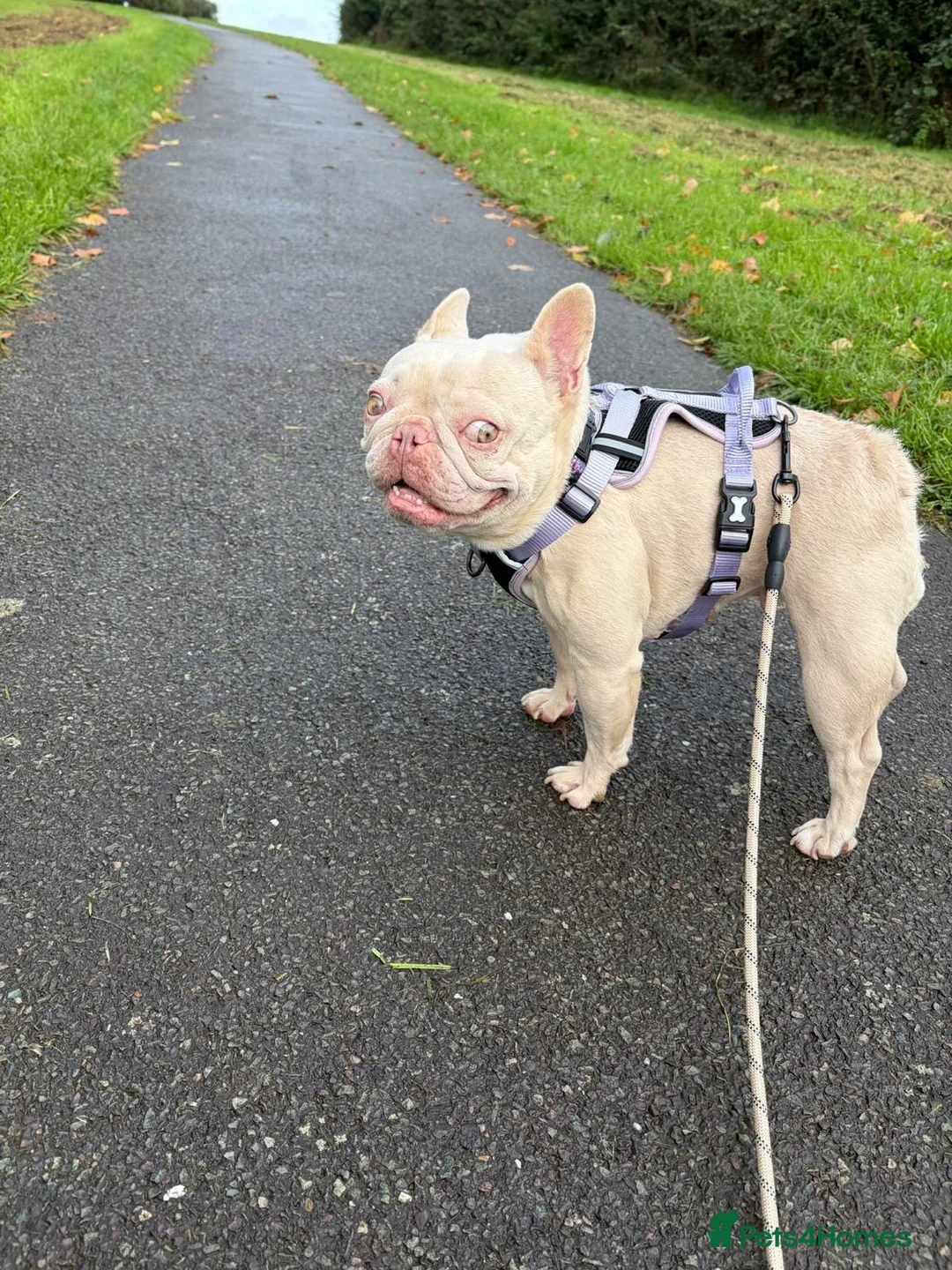 Mixed Breed dogs for adoption: ❤️🐶 HOPE – A UNIQUE LITTLE FRENCHIE - Advert 2