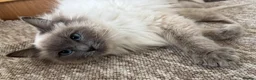 Ragdoll cats for sale: Ragdoll kittens  - Advert 7