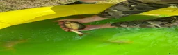 Pond Fish fish for sale: Various different pond fish  - Advert 6
