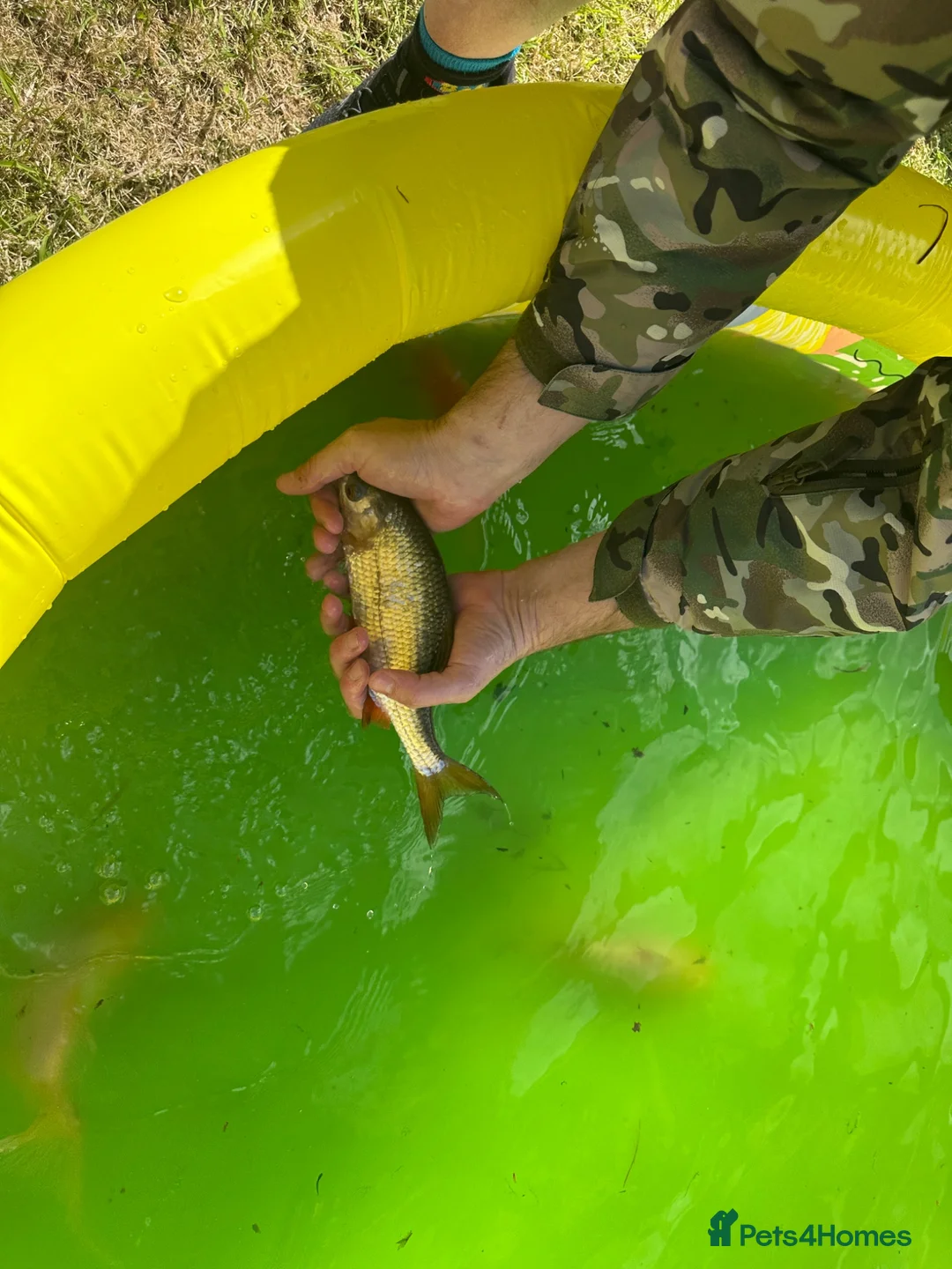 Pond Fish fish for sale: Various different pond fish  - Advert 6