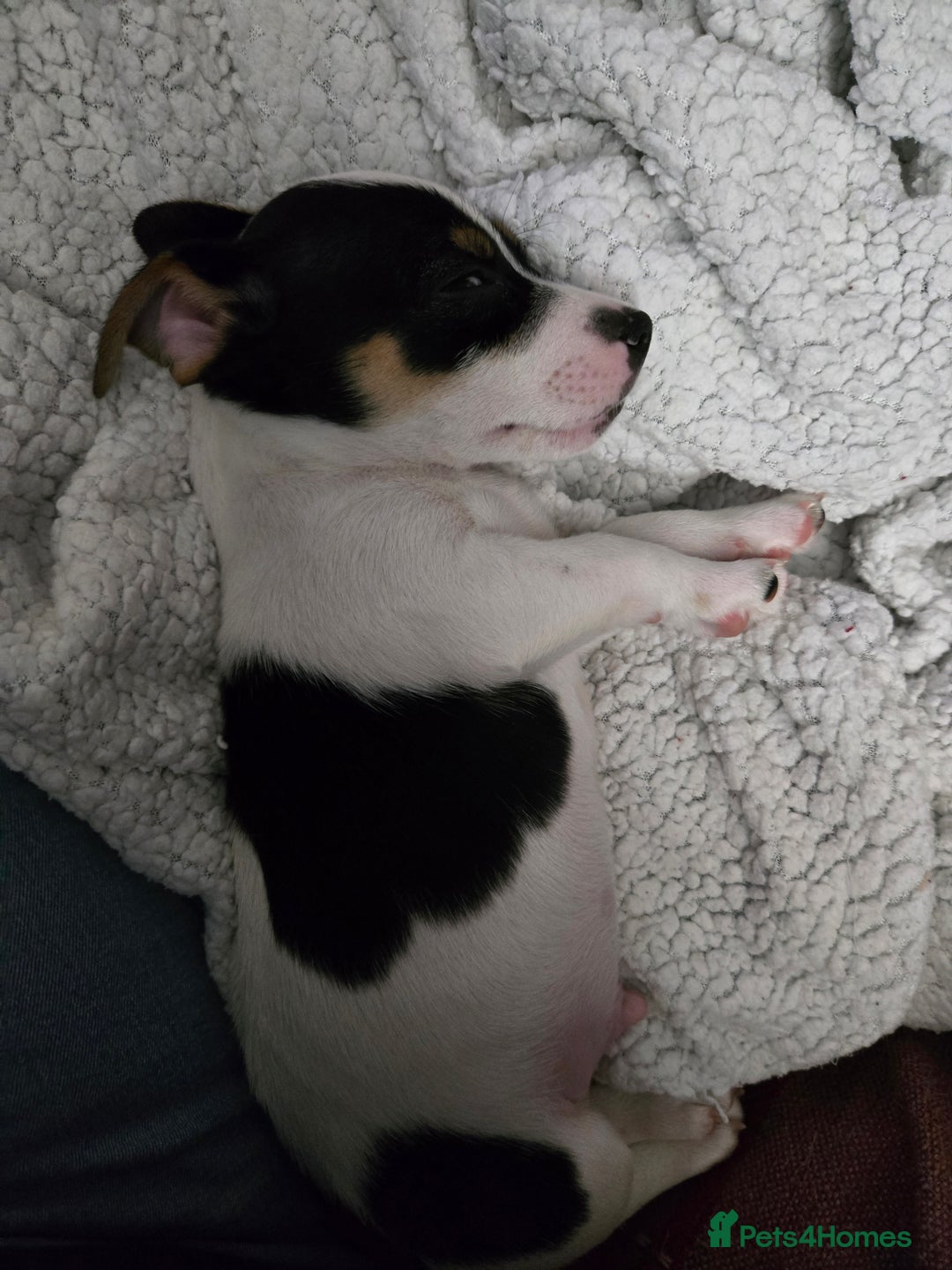 Jack Russell dogs for sale: Jack Russell puppies  - Advert 11