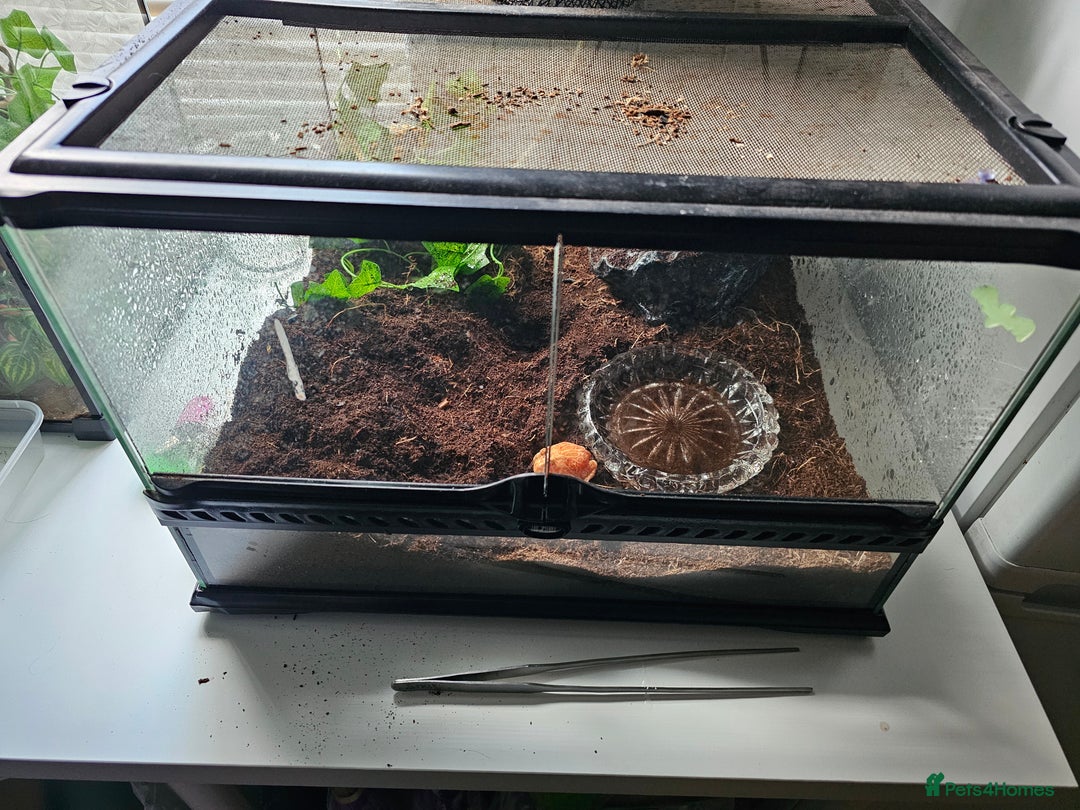 Frog reptiles for sale: Unsexed Strawberry Albino Pacman Frog and tank - Image 2