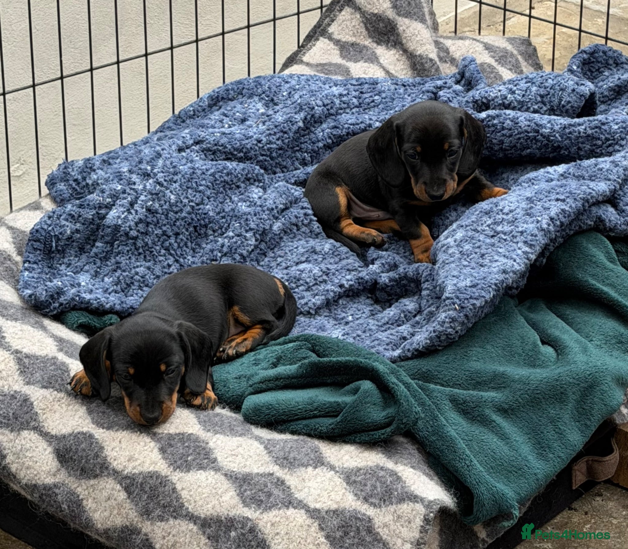 Miniature Dachshund dogs Meet Our Little Sausage Squad 🌭 - Advert 1