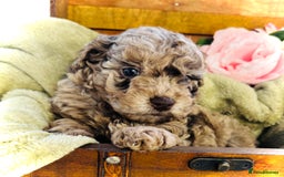 Cavapoochon dogs for sale: F1b Cavapoochon  - Image 20