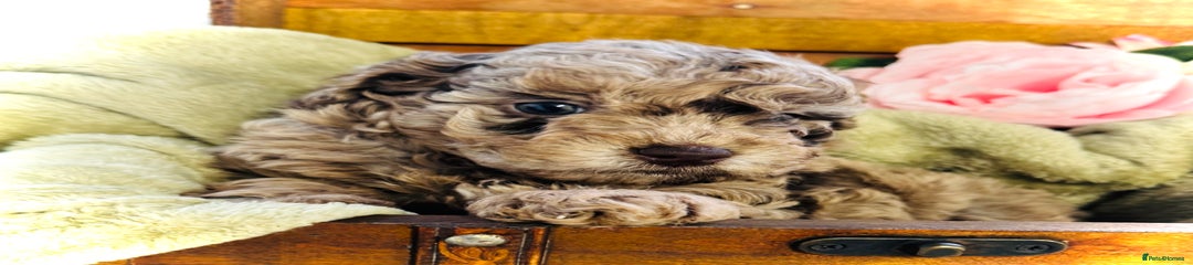 Cavapoochon Puppy 4