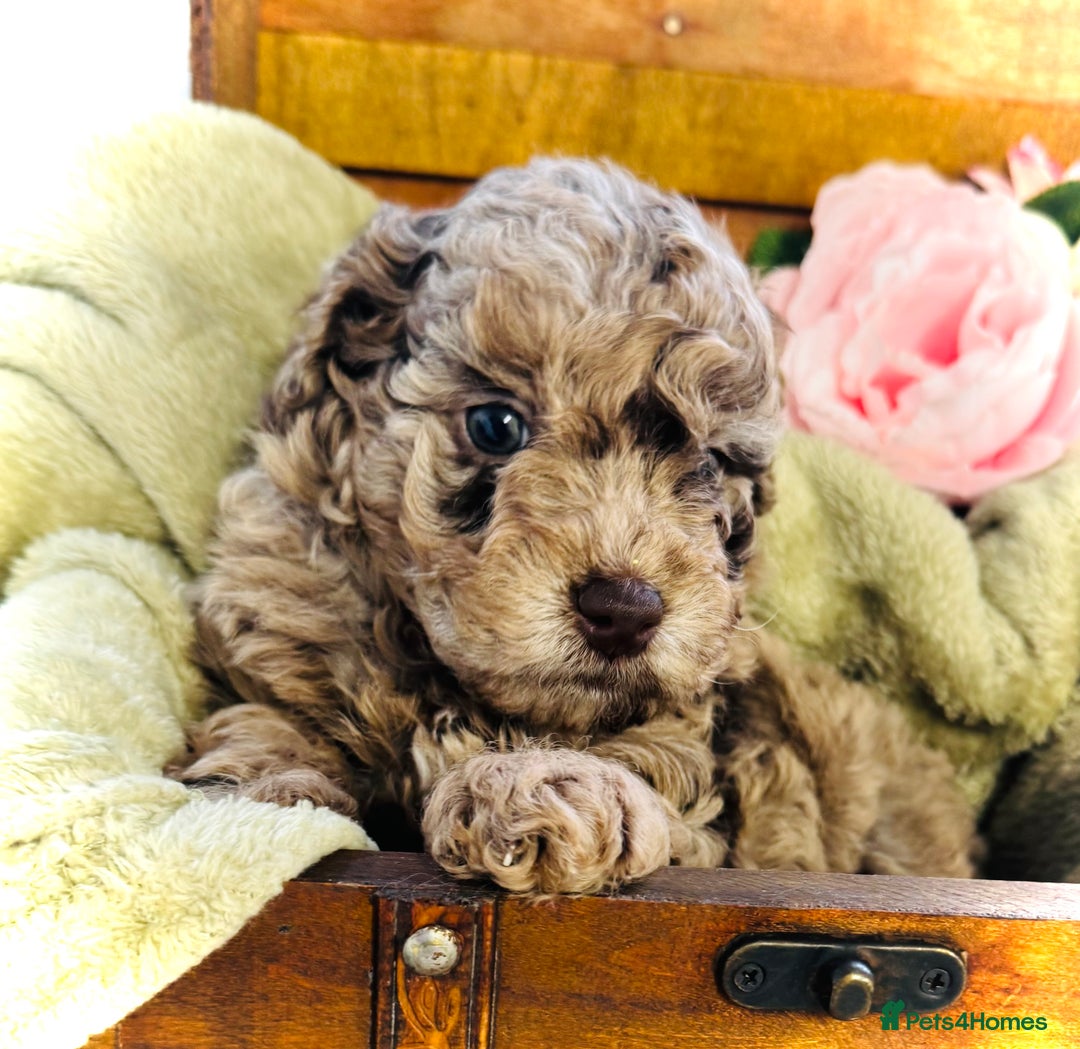 Cavapoochon dogs for sale: F1b Cavapoochon  - Image 20