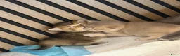British Shorthair cats for sale: Beautiful British Shorthair Kittens  in Ilford - Advert 4