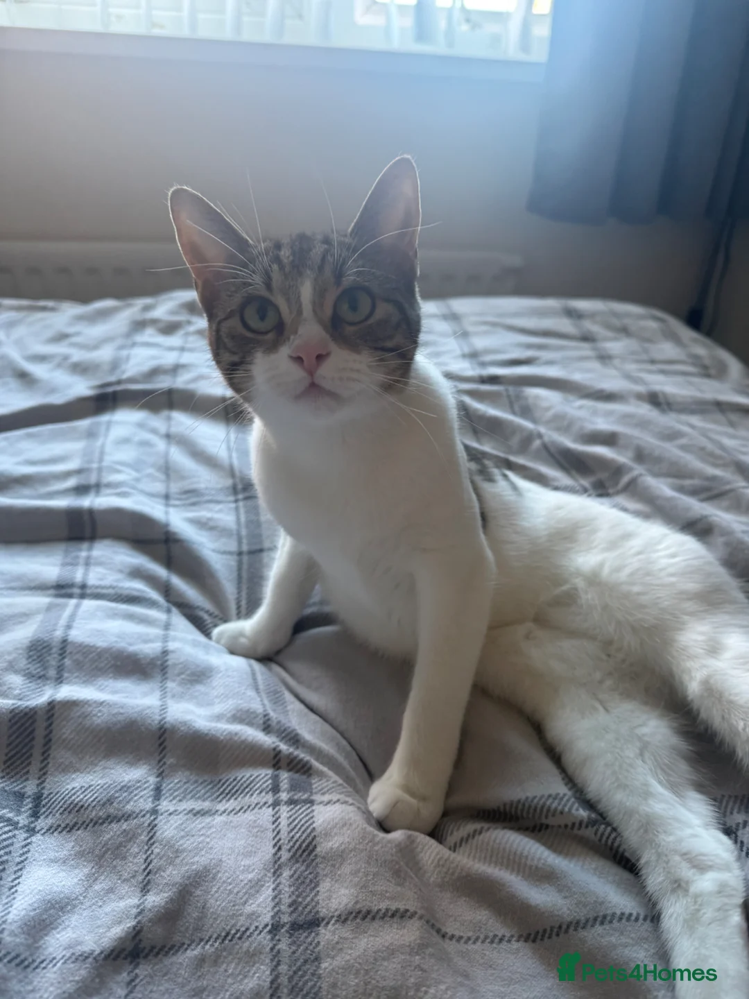 Mixed Breed cats for sale: 1 female cat - Advert 3