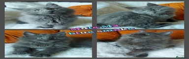 Maine Coon 2