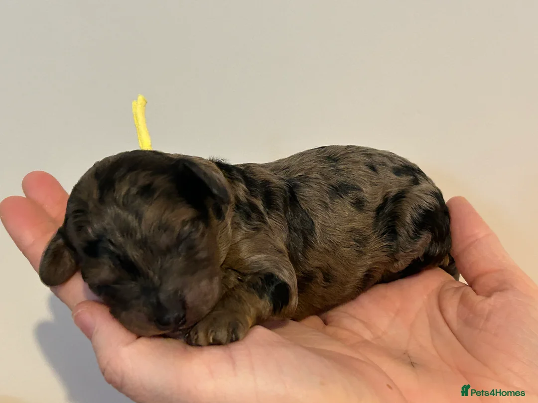 Miniature Poodle dogs for sale: Beautiful Merle Miniature Poodles in Crowborough - Advert 8