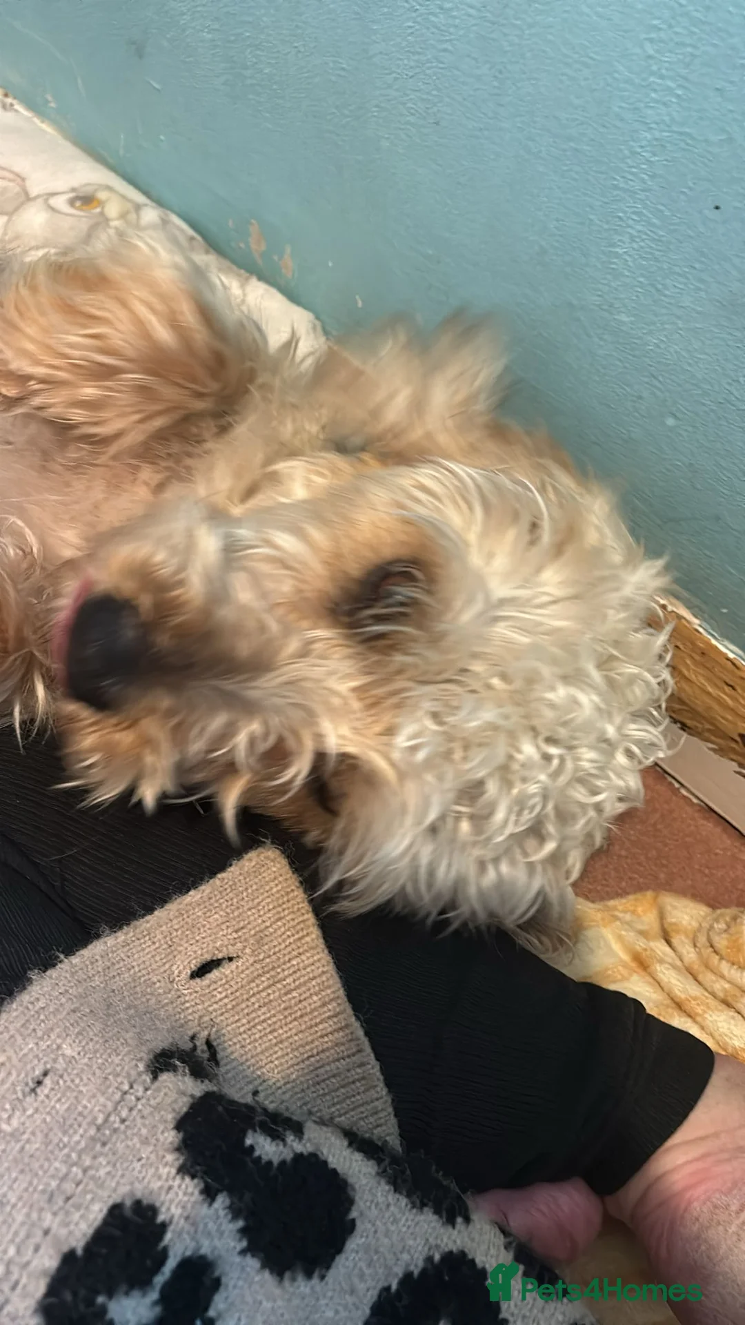 Yorkiepoo dogs for sale: For sale - Advert 1