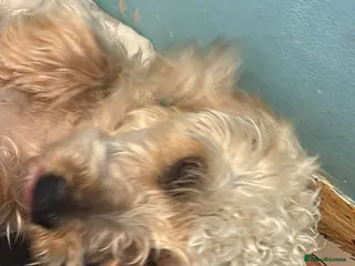 Yorkiepoo dogs For sale - Advert 13