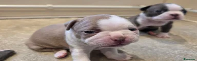 Boston Terrier 3