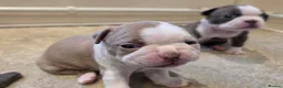 Boston Terrier dogs for sale: Health-Tested KC Registered Boston Terrier Puppies in Salford - Advert 29